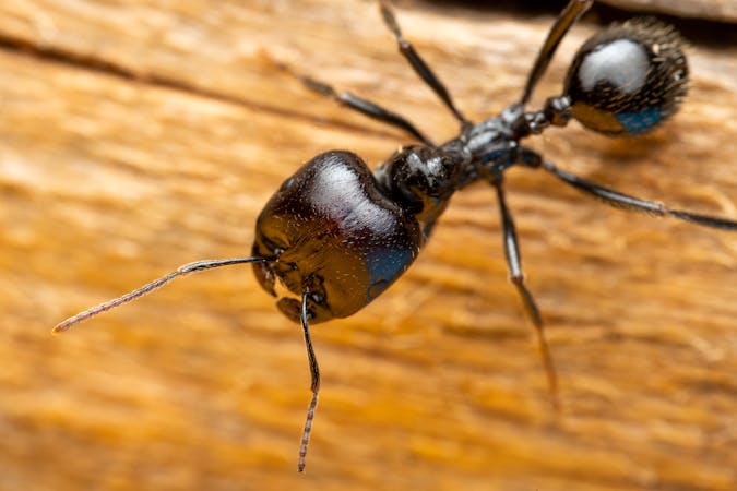 Carpenter Ants in Manhattan Apartments: What to Do This Spring