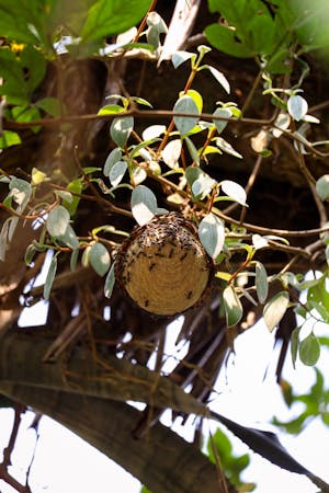 Bee Removal: How to Safely Remove a Beehive