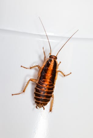 At What Temperature Do Cockroaches Die?