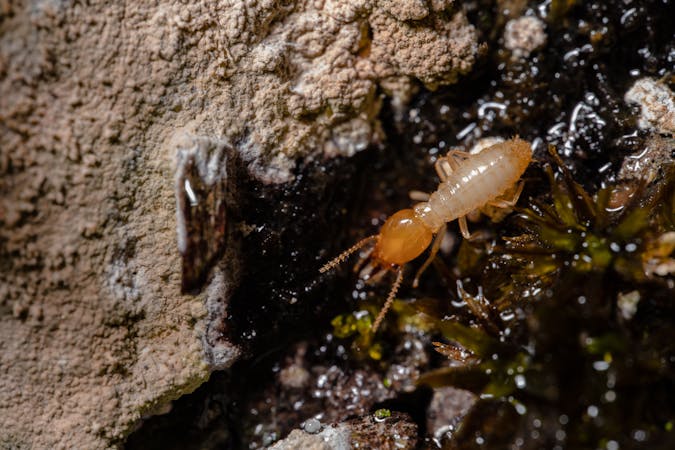 Termite Damage Warning Signs and Treatment Options for NYC Homes