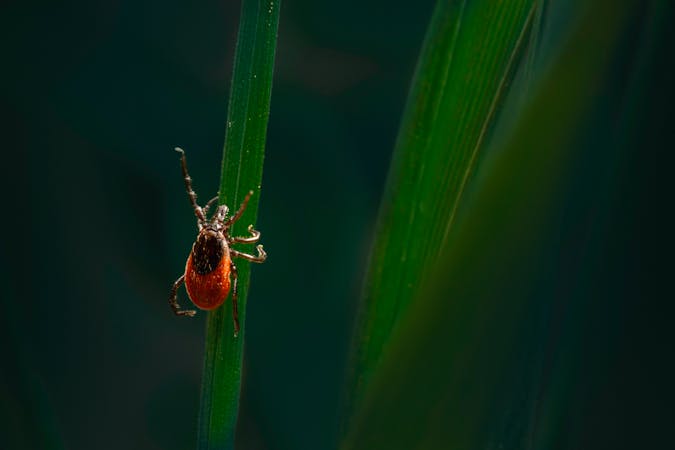 Tick Prevention in Nassau County: Long Island's Growing Tick Problem